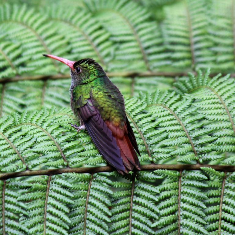 Saguamby Mindo Lodge Eksteriør billede